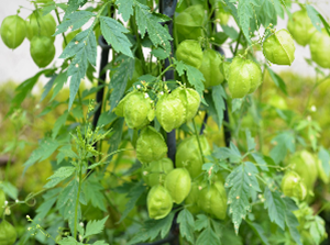 Balloon Vine